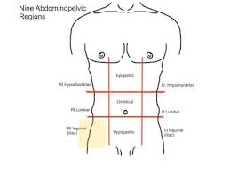 Master anatomical terminology using this topic page. 1 10 Abdominopelvic Regions And Quadrants Youtube
