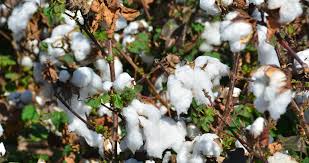 Incrementar La Elongacion De Las Fibras De Algodon Yara Bolivia About 6% of these are 100% cotton fabric, 6% are yarn dyed fabric, and 1% are a wide variety of algodon options are available to you, such as supply type. yara bolivia