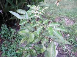 Dok tengok selalu pokok ni, tapi xtau nama dan untuk. Pokok Mata Kucing Tanamannya