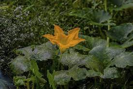 Perennial flowers that attract bees are ideal since they return each year and there's no need to replant them. 10 Edible Plants That Attract Pollinators