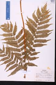 Image result for Pteris tripartita