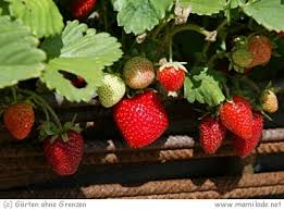 Maybe you would like to learn more about one of these? Garten Der Sinne In Merzig Mamilade Ausflugsziele