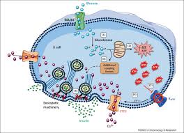 Another way to refer to the little paper that is soaked in acid is a tab of hit/tab of acid (lsd). The Fatty Acid Receptor Ffa1 Gpr40 A Decade Later How Much Do We Know Trends In Endocrinology Metabolism