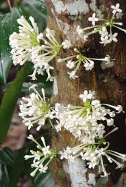 Image result for Fernandoa abbreviata