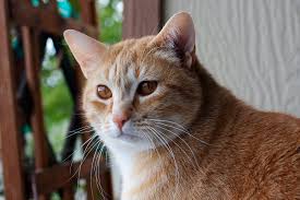 Looking for striped cat names? Cats Know Their Names Why It S Harder For Them Than Dogs