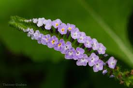 Image result for Heliotropium lineare