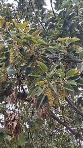 Image result for Phytolacca dioica