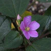 Image result for Calvoa