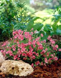 Image result for Diascia