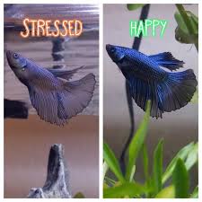 A protozoan called icthyophthirius capitalizes on a weakened immune system, typically in a stressed fish. Why Is My Betta Fish Progressively Losing Its Color Aquanswers
