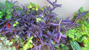 Purple heart plants that are placed in full sun are more likely to hold on to that violet hue. Rain My Purple Heart Plant Urdu Hindi Youtube
