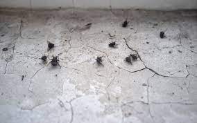 Mild to moderate bug infestations can usually be eliminated with our natural alternatives. Choosing Between Pest Control Companies 4 Questions To Ask