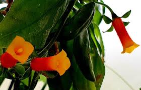 Image result for Manettia