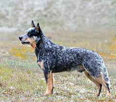 Tourism & events queensland's official account. Australian Cattle Dog Wikipedia