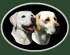 Kelrobin Labradors