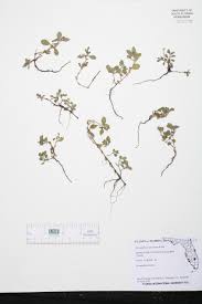 Image result for Alternanthera caracasana