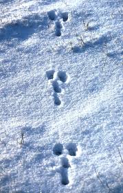 Distances between sets of tracks show how fast your bunny is traveling. Rabbit Tracks In Snow Photo Wp04783