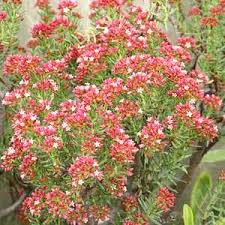 It is a perennial plant native to the eastern half of south africa, on mountain slopes in rocky terrain. Crassula Sarcocaulis At San Marcos Growers