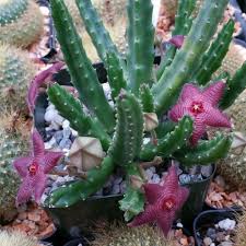 The latest ones are on mar 14, 2021 7 new live cactus plants for sale online results have been found in the last 90 days, which means that every 13, a new live. Stapelia Scitula Cactus Cacti Succulent Real Live Plant Cactus Cactusflower Cacti Plants Succulents Succulents Cactus Plants Planting Succulents