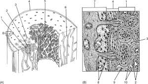 Cartilaginous area at the ends of long bones where lengthwise growth takes place in the immature skeleton. Bone Matrix An Overview Sciencedirect Topics