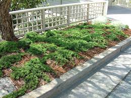 Juniperus Procumbens Nana Dwarf Japanese Garden Juniper Plantmaster