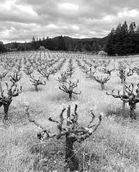 Image result for Sandalwood Spice 1990 Tracer