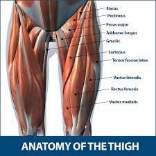Tendons are situated between bone and muscles and are bright white in colour. Thigh Muscle Strains Florida Orthopaedic Institute