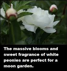 Moonflower is a tender perennial vine that can add incredible beauty and powerful fragrance to a night garden. Moon Garden Tree And Landscape Company Jackson Hole