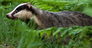 Ghim Của Mara Tren Beatrix Potter