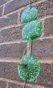 Hoya Imbricata Var Basi Subcordata Weird Plants Unusual Plants Hoya Plants