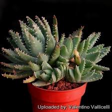 Image result for Aloe fimbrialis