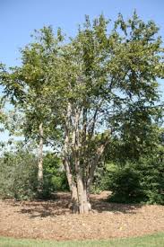 Image result for Guazuma