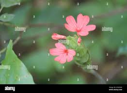 Image result for Crossandra nilotica