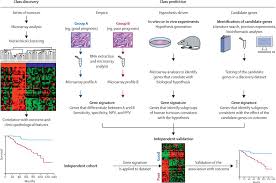 A positive test result means that you have a mutation in one of the breast cancer genes, brca1 or brca2, and therefore a much higher risk of developing breast cancer or ovarian cancer compared with someone who doesn't have the mutation. Gene Expression Profiling In Breast Cancer Classification Prognostication And Prediction The Lancet