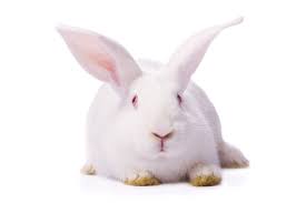 Maybe you would like to learn more about one of these? New Zealand White Rabbit Cr Charles River Laboratories