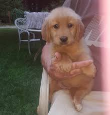 Where does the oregon mist golden retriever come from? Golden Retriever Puppies For Sale Grants Pass Or 282288