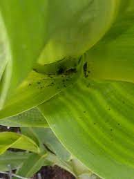 Asiatic beetles feed on root hairs, weakening the plant. Help Found These Bugs In Corn Stalks