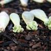 An underwatered succulent may display similar behaviors as a an overwatered plant. Https Encrypted Tbn0 Gstatic Com Images Q Tbn And9gcrac6zw7rw Sqvlaazhr5i8aerxmtat2yinzedxf60 Usqp Cau