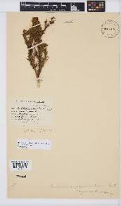 Image result for Melolobium calycinum