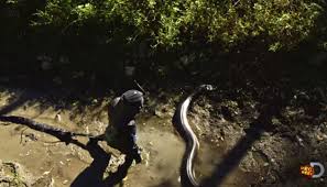 Cnest marrant hein, imagine qu'un humain peut etre leur proie dans la nature, pas cette espece mais fes plus gros serpent. Video Avale Vivant Par Un Anaconda Difficile A Croire Pour Plusieurs Raisons Le Plus