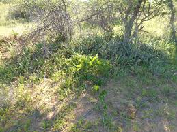 Image result for Cucumis humifructus