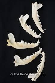 The Bone Room Specializes In Real Human Bones Real Animal Bones Insects Fossils And More In Berkeley California Animal Bones Human Bones Animals