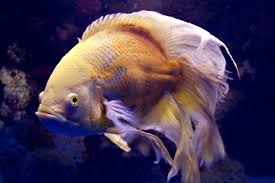Oct 18, 2017 · info harga barang mesin proferty lengkap dan komplit paling jos. Infomina Mengenal Varian Ikan Oscar Ikan Ganas Yang Cantik Untuk Akuarium Anda