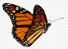 Beautiful butterfly png butterfly flying png transparent. Monarch Butterfly Flight Insect Butterfly Butterfly Png 1372x994px Butterfly Arthropod Beautiful Butterflies Beautiful Butterfly Brush Footed