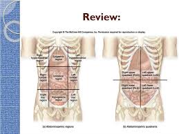 Learn about abdominal mass or find a doctor at mount sinai health system. Ppt Intro To The Human Body Directional Terms Planes Quadrants And Regions Powerpoint Presentation Id 2318417