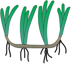 Image result for Enhalus acoroides