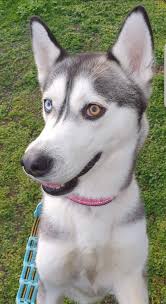 How to train a siberian husky. Harley 1 1 2 Year Old Female Siberian Husky Available For Adoption