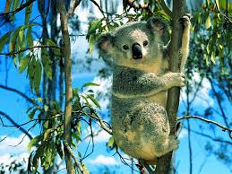 Kuala Bear Koala Bear Animals Wild Wild Animals Photos