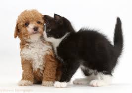 Check spelling or type a new query. Pets Black And White Kitten Rubbing Goldendoodle Puppy Photo Wp42339
