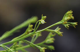 Image result for Thesium whyteanum